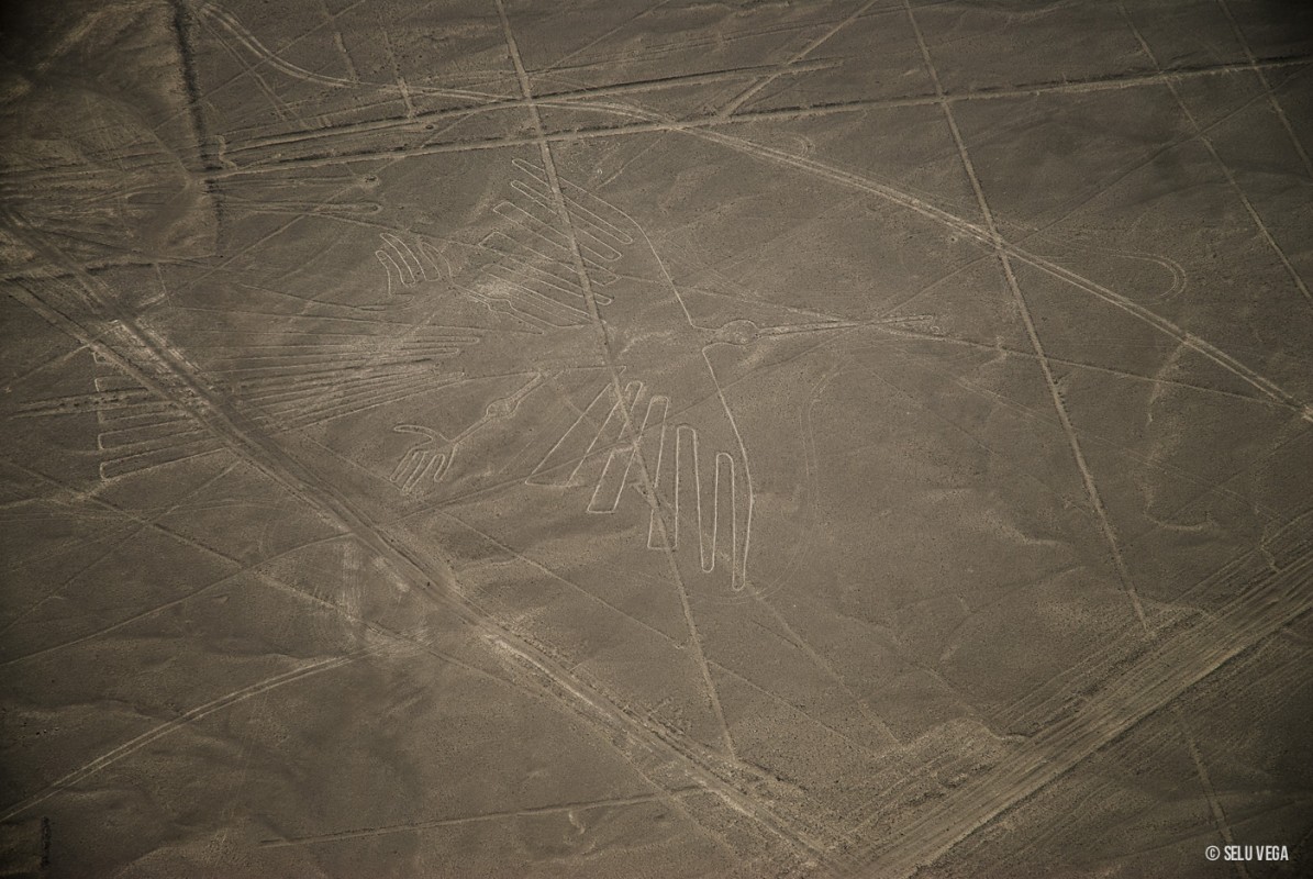 Condor de Nazca